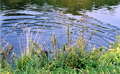 Entenstoebern
