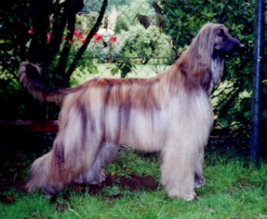 Gene 5