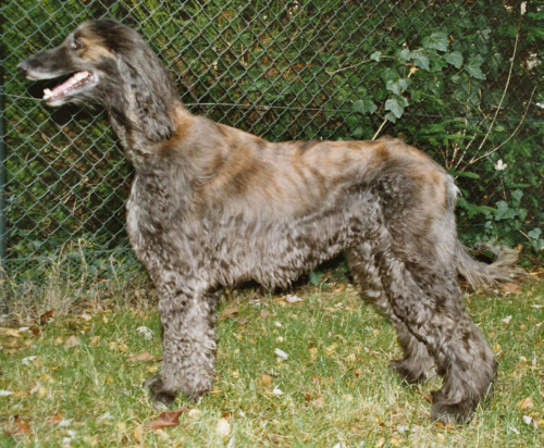 Gene