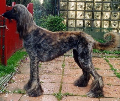 Gene 5 Jahre