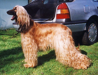 Shira