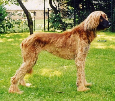 Shira