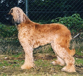 Shira
