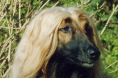 Shira