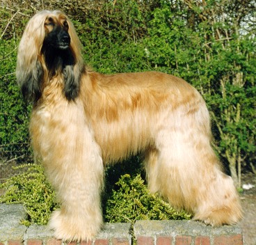 Shira